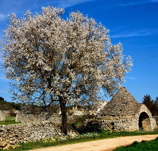 03.2015: Your Italian Trip Assistant - puglia